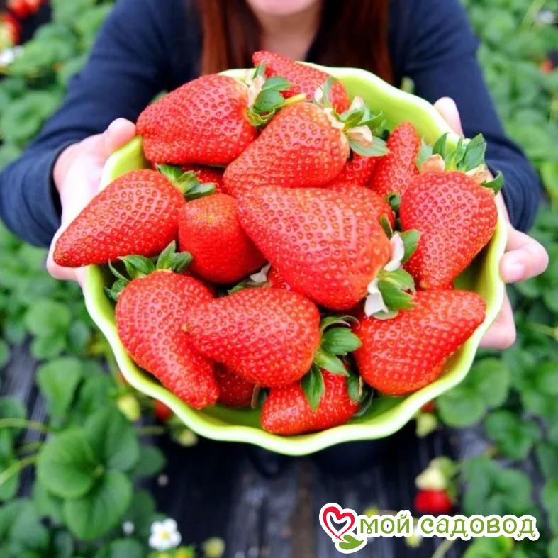 Клубника Альба (ранний сорт)