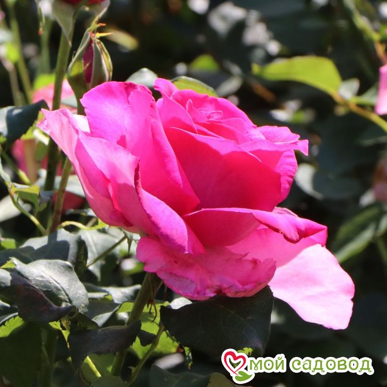 Роза Циклоп