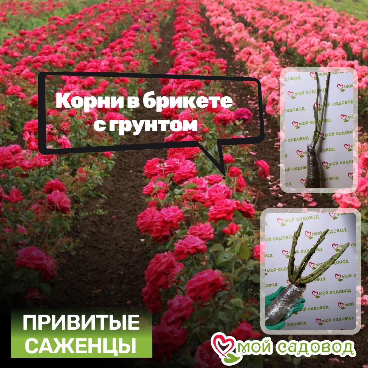 Роза Росинка