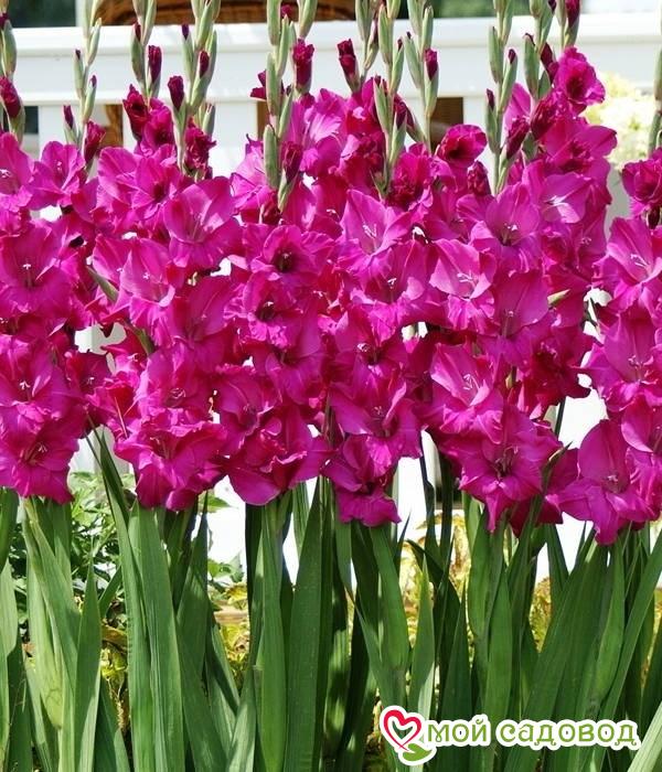 ГЛАДИОЛУС КРУПНОЦВЕТКОВЫЙ ФИДЕЛИО