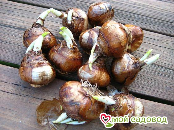 Нарцисс Тень Королевы