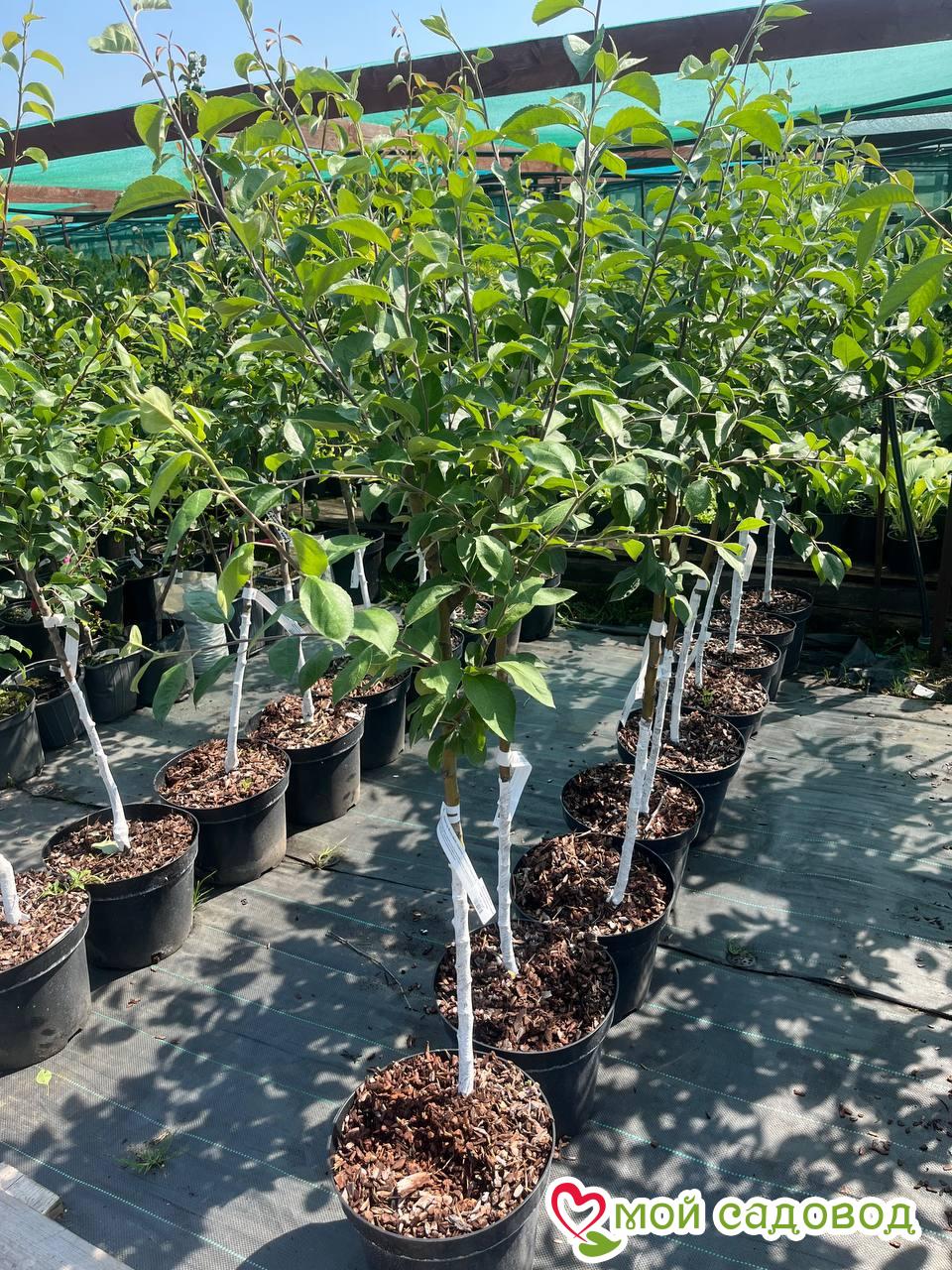 Яблоня Мельба